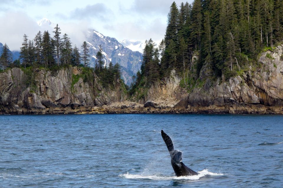 From Seward: Half-Day Resurrection Bay Wildlife Cruise Tour - Logistics