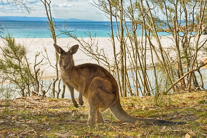 From Sydney: Jervis Bay South Coast Beach Day and Cycling - Viator Information