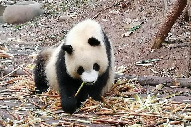 Giant Panda and Buddha 1 Day Tour - Traveler Reviews
