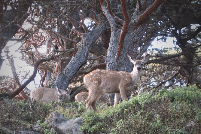 Guided 2-Hour Point Lobos Nature Walk - Expectations and Restrictions