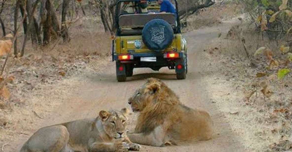 Gujarat: Gir National Park Guided Jeep Safari - Booking Requirements