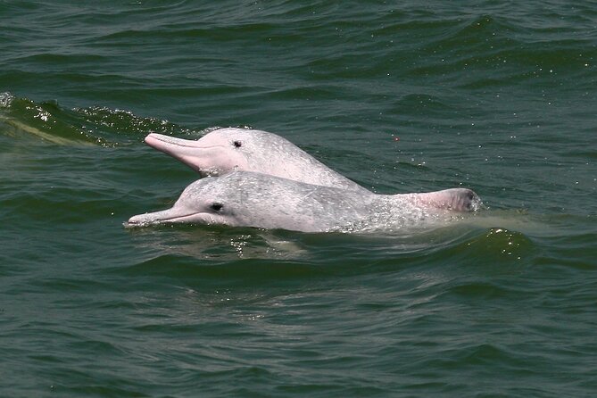 Hong Kong Dolphin Watch Tour - Customer Support