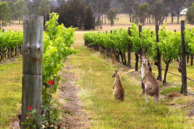 Hunter Valley Private Tour the Ultimate Food & Wine Trail Depart From Sydney - Tour Inclusions