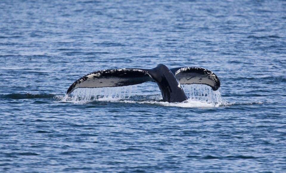 Juneau: Whale Watching and Wildlife Cruise With Local Guide - Wildlife Viewing Opportunities