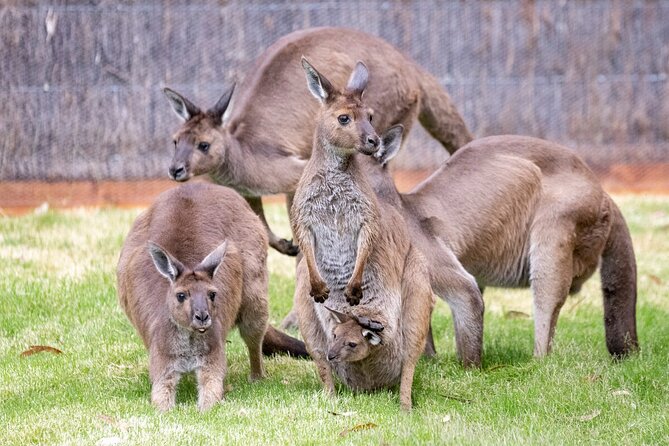 Kangaroo Experience at Healesville Sanctuary - Excl. Entry - Tour Group Size