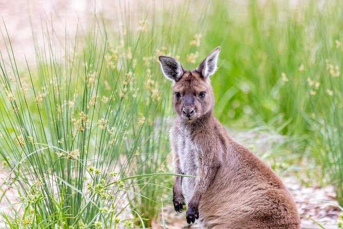 Kangaroo Experience at Melbourne Zoo - Excl. Entry - Accessibility Information