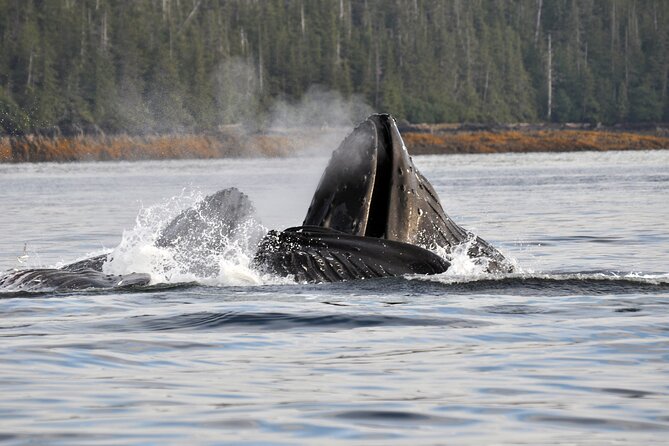 Ketchikan Wildlife-Viewing Hovercraft Tour - Tour Details