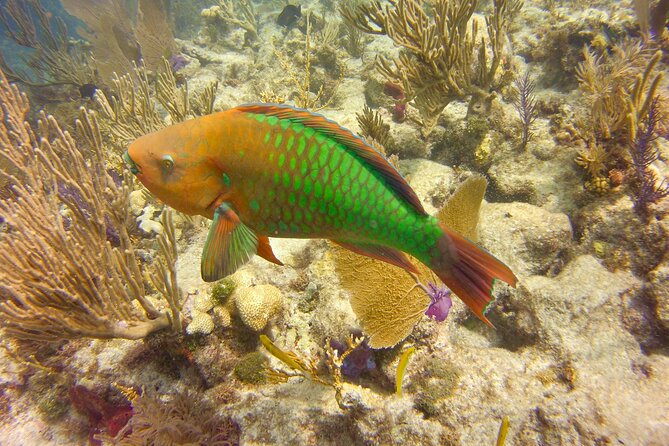 Key Largo 2-Stop Snorkeling Tour (Equipment Included) - Meeting Point Information