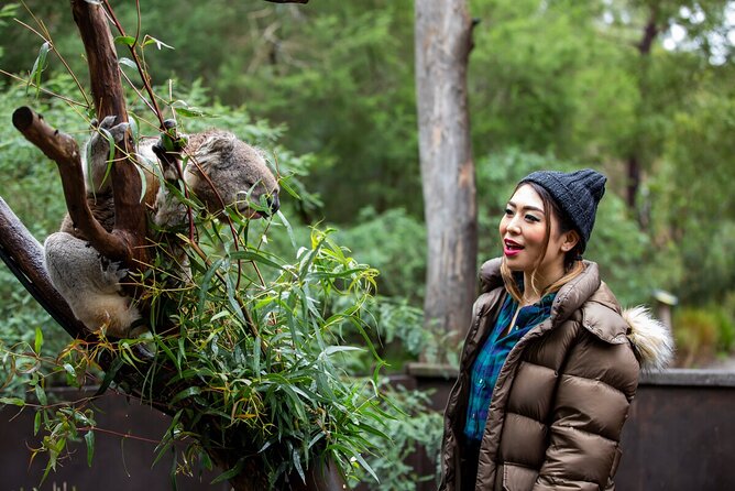 Koala Experience at Healesville Sanctuary - Excl. Entry - Pricing and Terms