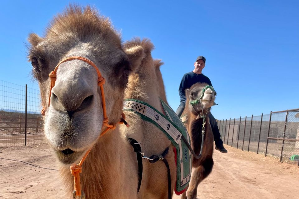 Las Vegas: Desert Camel Ride - Inclusions and Restrictions