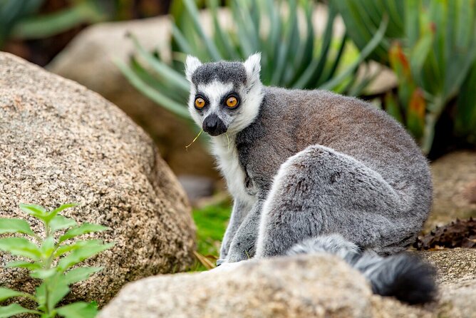 Lemur Experience at Melbourne Zoo - Excl. Entry - Common questions