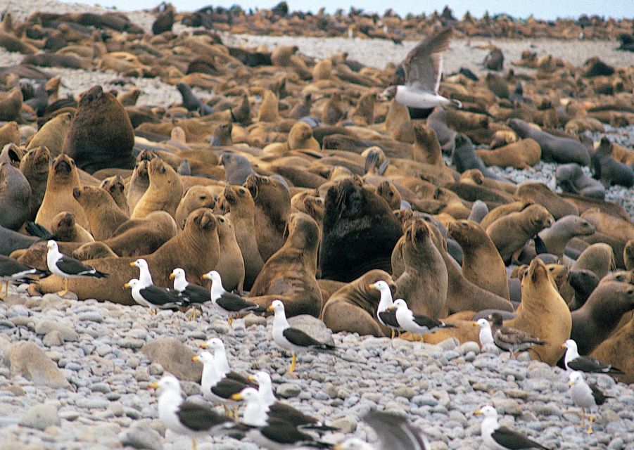 Lima: Ballestas Islands, Winery and Nazca Lines Private Tour - Booking Information