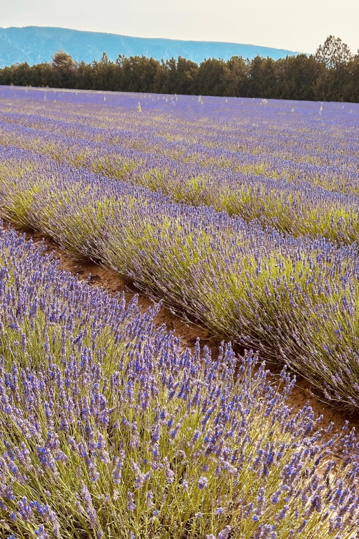 Luberon & Lavender Fields Tour - Booking Information