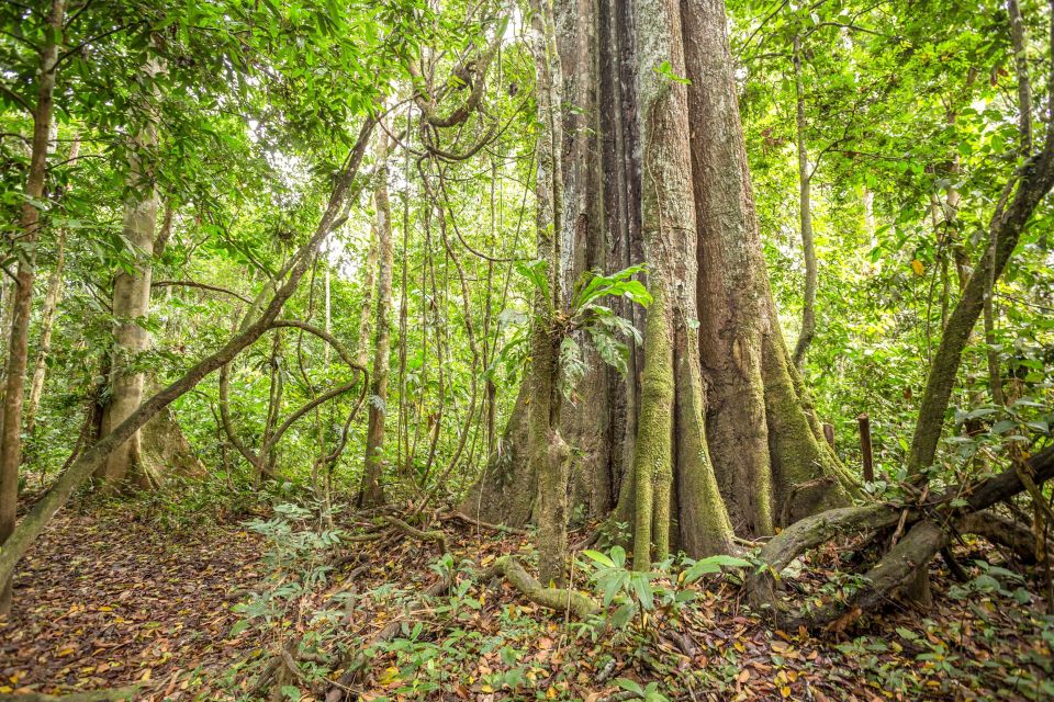 Manaus: Amazon Jungle Half-Day Walking Tour - Tour Guide Review