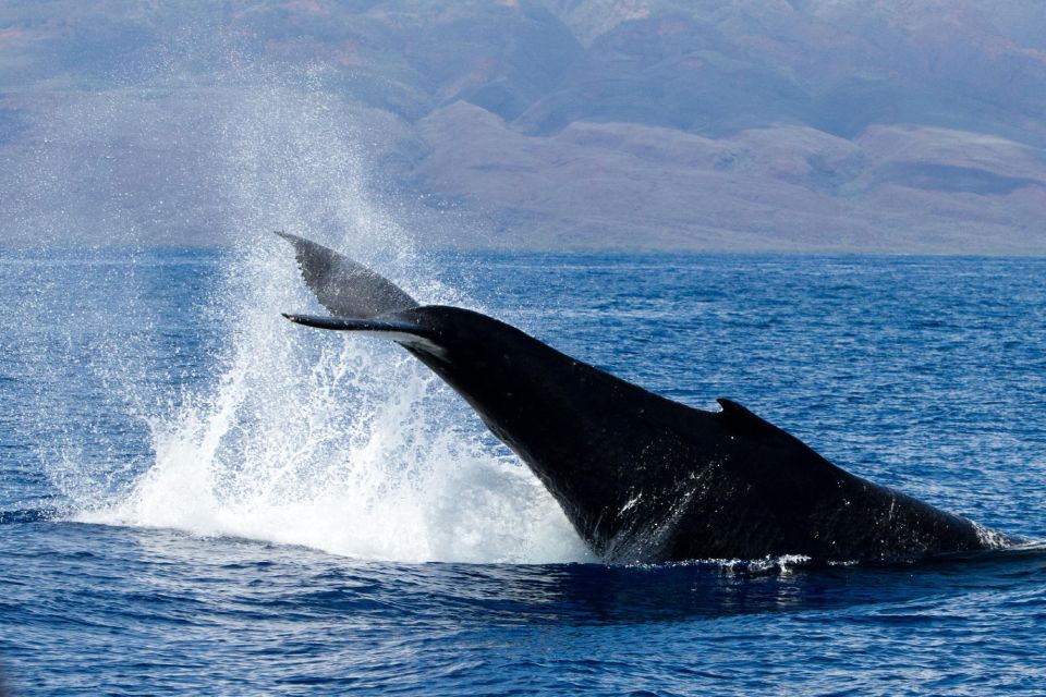 Maui: Deluxe Whale Watch Sail & Lunch From Maalaea Harbor - Full Description