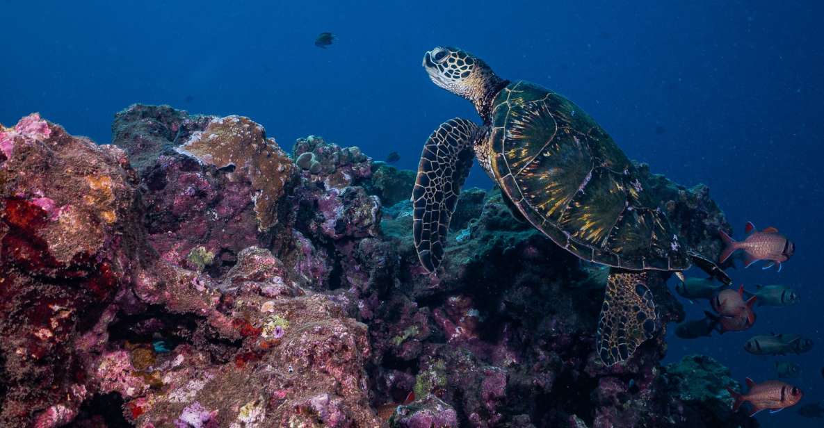 Maui: Small Group Shark & Turtle Scuba Dive From Shore - Important Information