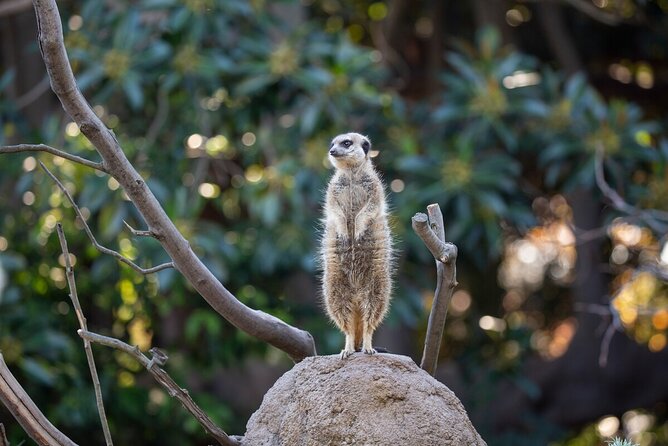 Meerkat Experience at Melbourne Zoo - Excl. Entry - Additional Info