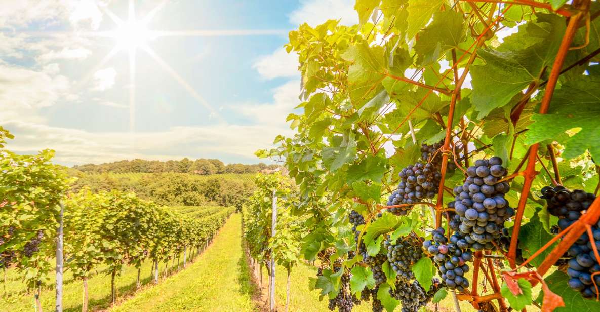 Napa Valley: Guided Wine Tour With Picnic Lunch - Booking Details