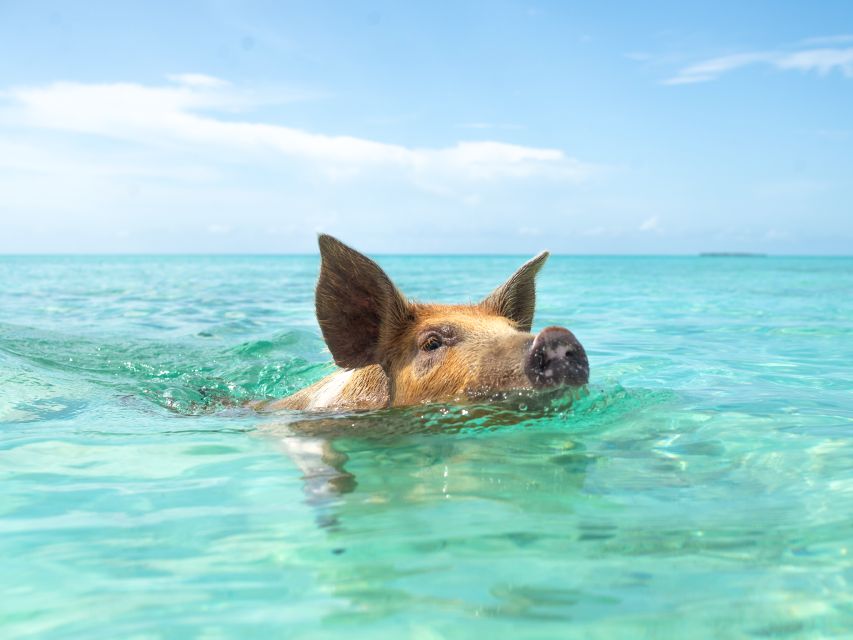 Nassau: Rose Island Swimming Pigs Morning Tour - Customer Reviews