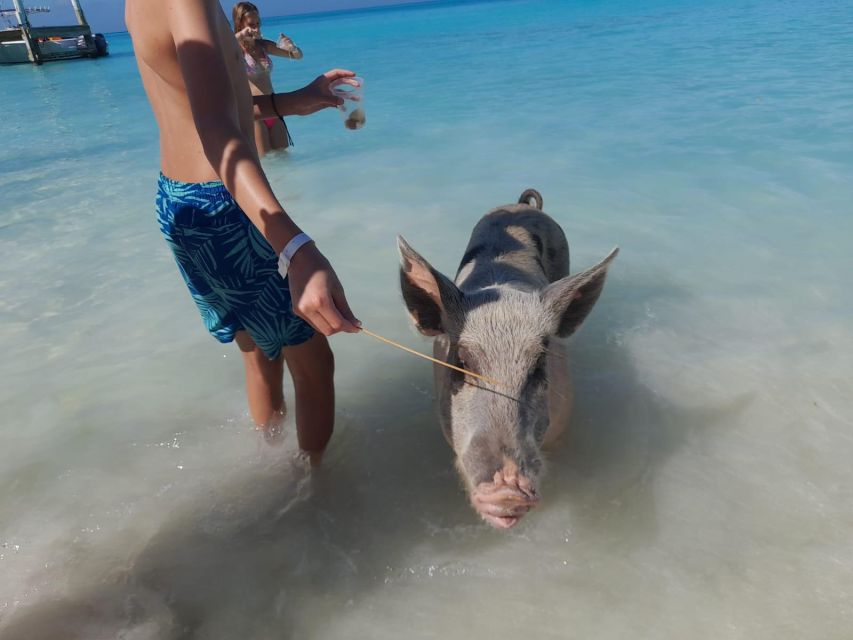 Nassau: Swim With Sharks, Swimming Pigs Tour - Activity Description