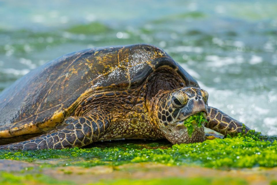 Oahu: 10-Hour Sunrise & Scenic View Points Photo Tour - Weather Considerations and Lighting Tips