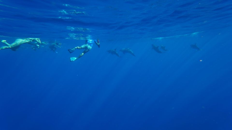 Oahu: Dolphin Swim and Snorkeling Speedboat Tour - Itinerary Details