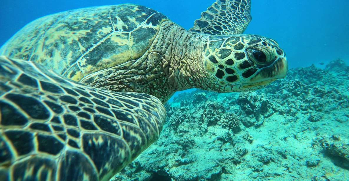 Oahu: Honolulu Turtle Canyon Snorkeling Tour - Booking Information