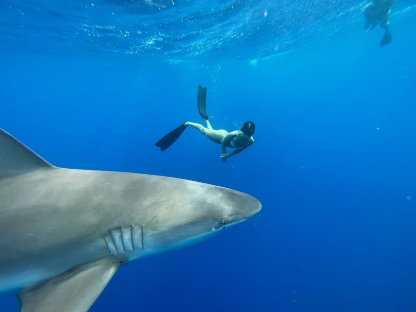 Oahu: North Shore Cageless Shark Snorkeling Tour - Review Summary