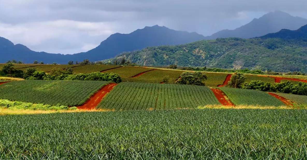 Oahu: North Shore Dole Pineapple Farm Tour - Cancellation Policy