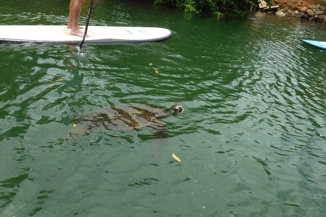Oahu North Shore Small-Group Stand-Up Paddleboard Turtle Tour - Meeting Point and Logistics