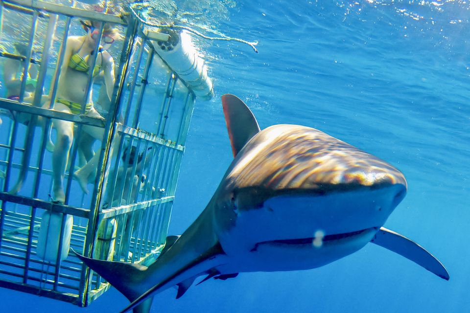Oahu: Shark Cage Dive on the North Shore - Booking Information