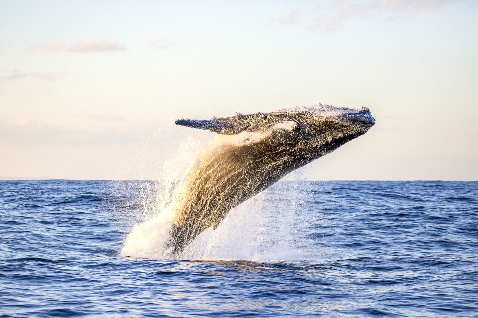 Oahu: Waikiki Eco-Friendly Afternoon Whale Watching Trip - Customer Reviews