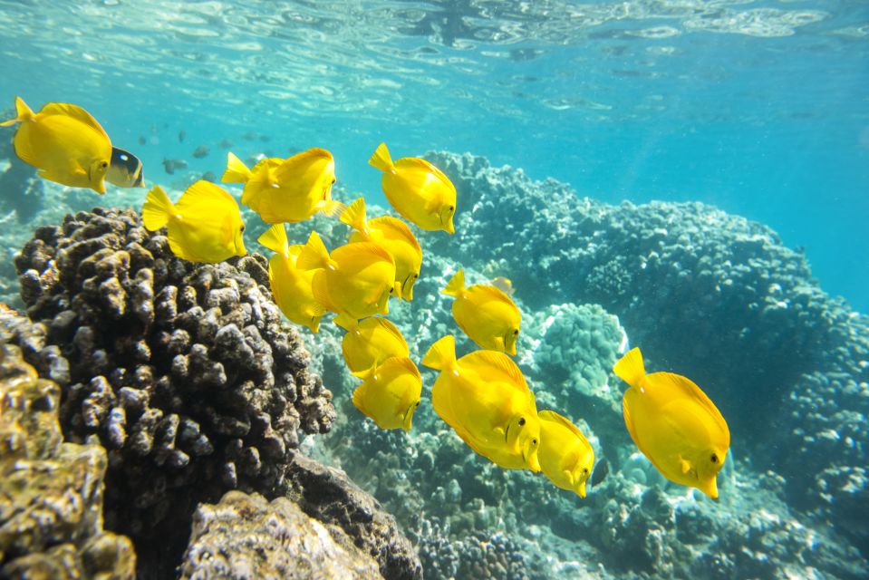 Oahu: Waikiki Snorkel and Sailing Day Trip With Lunch - Experience Highlights
