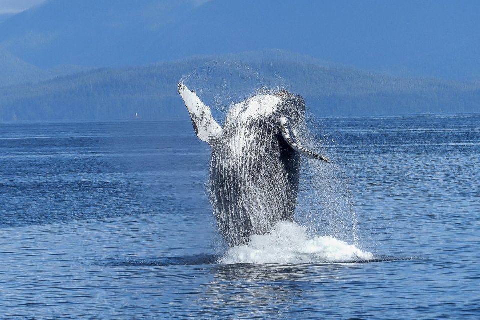 Oahu: Whale Watching Afternoon Sailing Cruise - Inclusions