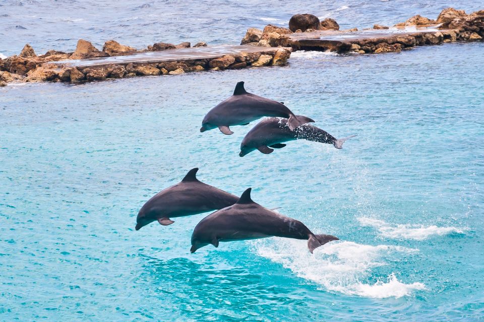 Ocho Rios: Full-Day at Dolphin Cove & Swim With the Dolphins - Common questions