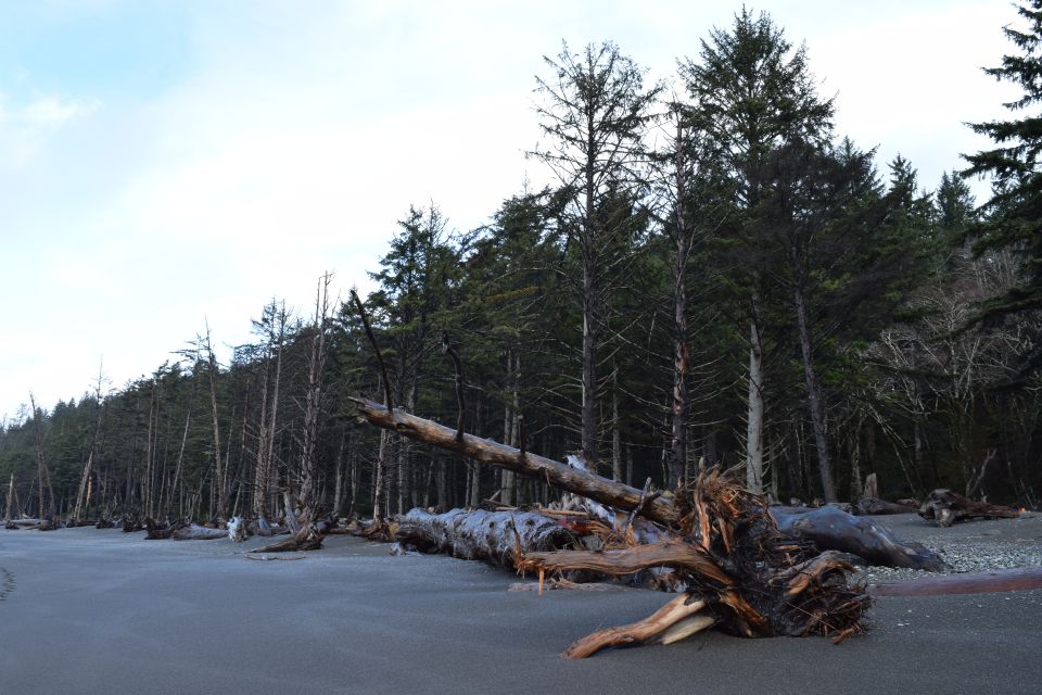 Olympic National Park: Hoh Rain Forest and Rialto Beach Tour - Booking Information
