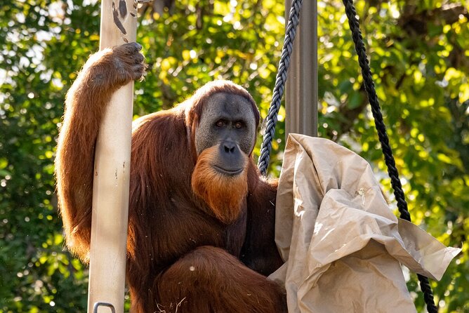 Orangutan Experience at Melbourne Zoo - Excl. Entry - Transport Details