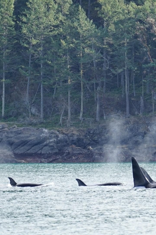 Orcas Island: Orca Whales Guaranteed Boat Tour - Additional Guidelines for Participants