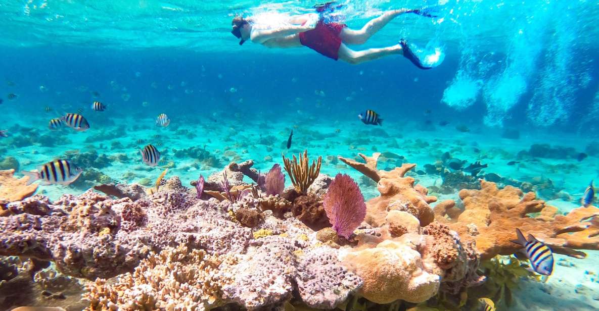Pearl Island Beach: Full-Day Snorkelling With Lunch - Booking Information