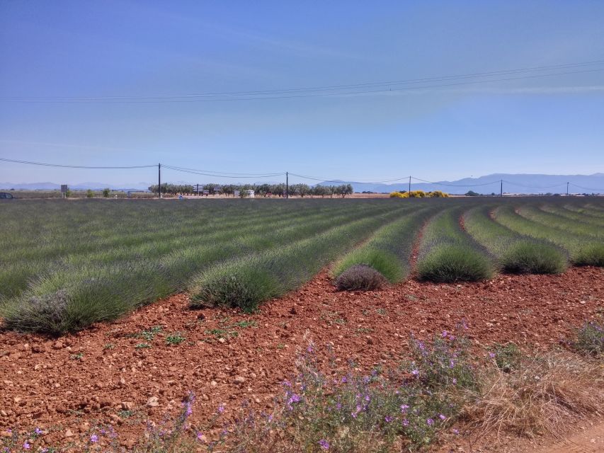 Private Lavender of Provence Tour - Tour Highlights