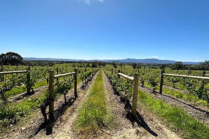 Private Tour: Yarra Valley Wine, Cheese, Bubbles & Chocolaterie - Chocolaterie Visit