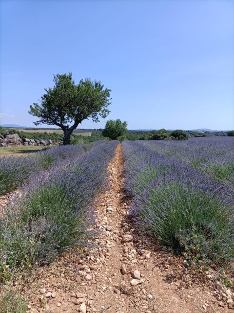 Provencal Elegance: Lavender, Olive Oil, and Wine Odyssey - Indulge in Provencal Olive Oils