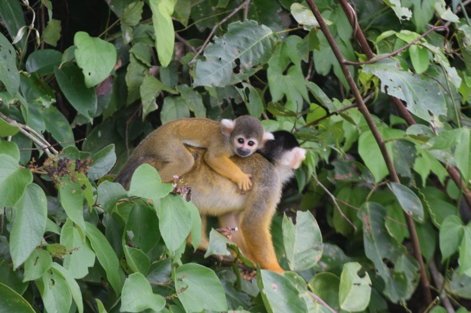 Puerto Maldonado: 4-Day Tambopata Rainforest Tour - Itinerary