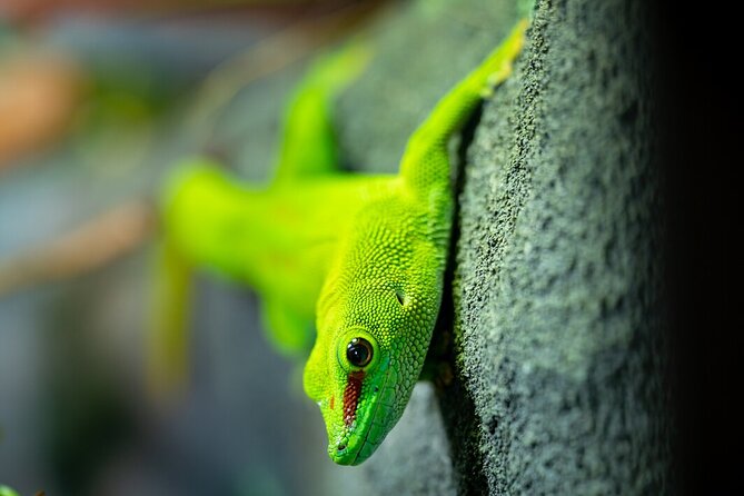 Reptile House Experience at Melbourne Zoo - Excl. Entry - Pricing and Terms