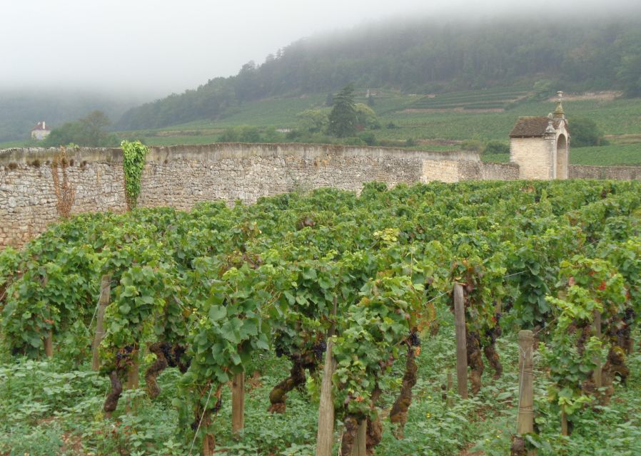Route Des Grands Crus, Private Wine Tasting in Burgundy! - Indulge in Private Wine Tastings
