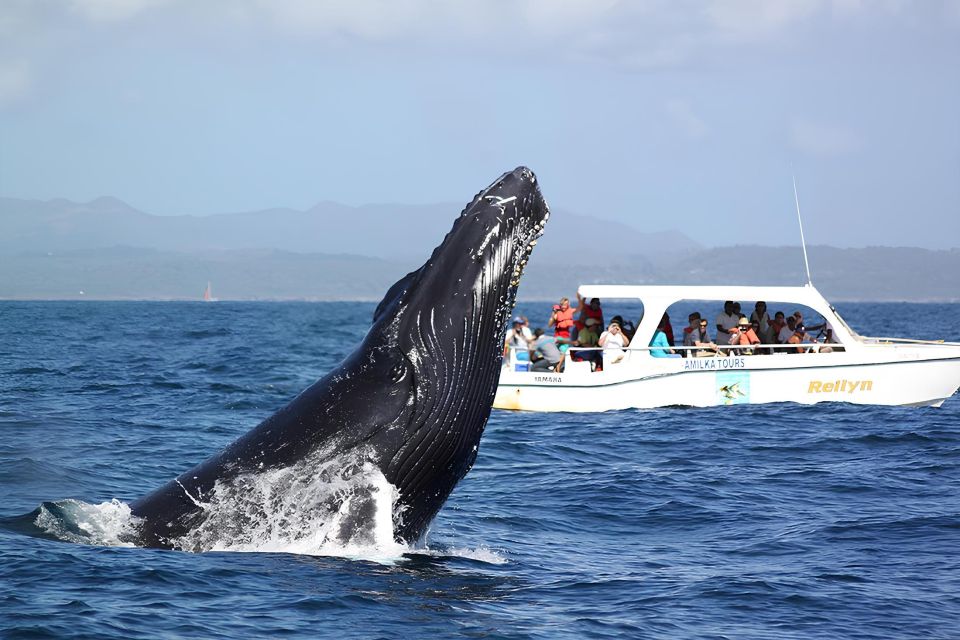 Santo Domingo: Whale Watching and Cayo Levantado - Experience Description