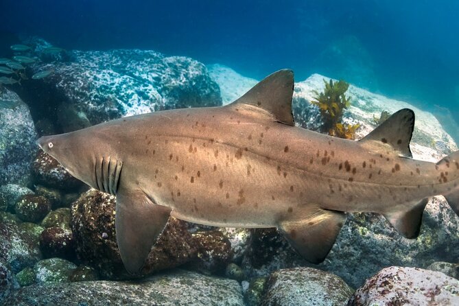 Scuba Dive With Grey Nurse Sharks in Bushrangers Bay - Cancellation Policy Recap