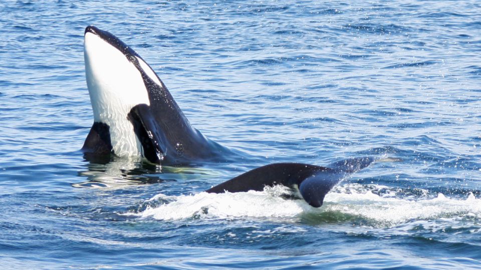 Seattle: Pier 69 Wildlife and Whale Watching Boat Tour - Activity Inclusions