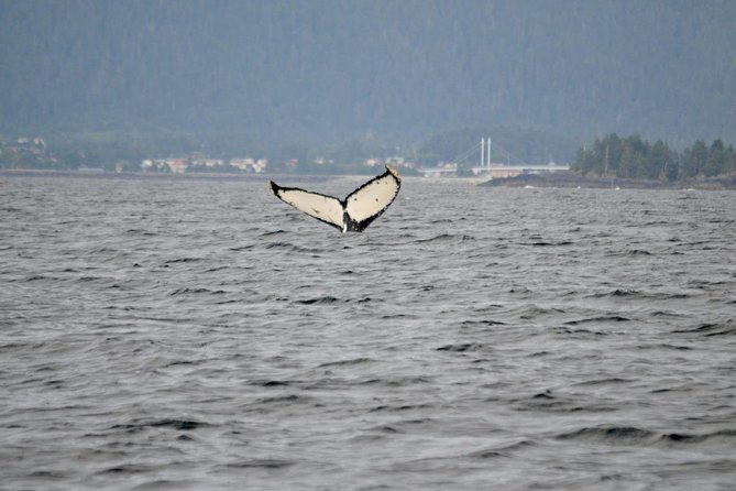 Sitka Shore Excursion: Whale-Watching and Marine Life Tour - Group Experience