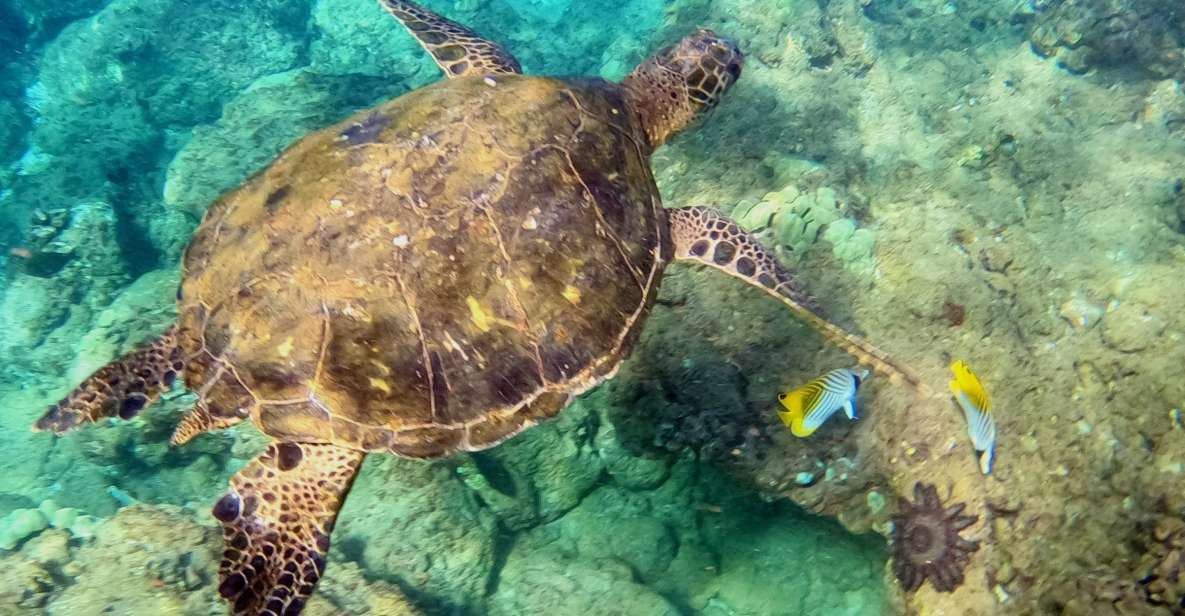 South Maui: Snorkeling Tour for Non-Swimmers in Wailea Beach - Tour Features